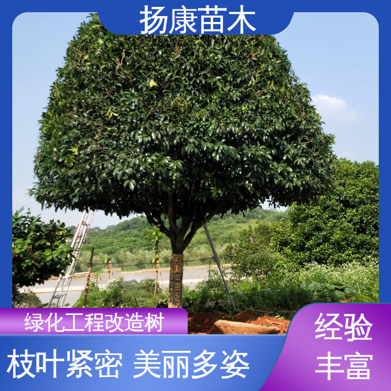 扬康苗木 丛生香樟树 园林景区栽植 观赏价值高
