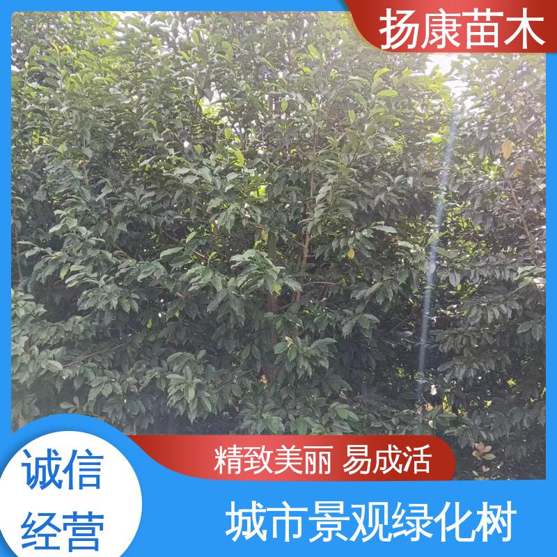 扬康苗木 20公分乐 昌合笑 城市景观绿化树 树形丰富 成活率高