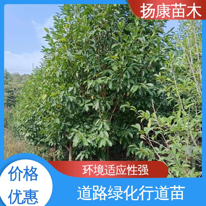 扬康苗木 基地供应 四 川乐 昌含笑 庭院小区绿化造景树 环境适应性强