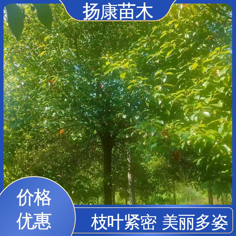 扬康苗木 30公分香樟 绿化工程专用苗 观赏价值高