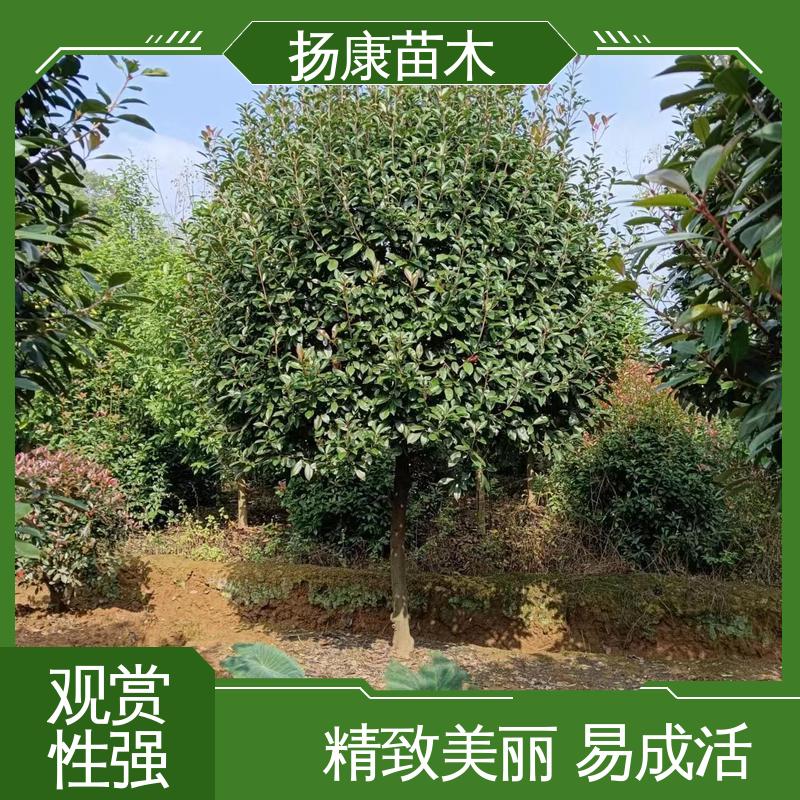 扬康苗木 基地供应 红叶石楠球 园林绿化工程设计 适用性强 规格齐全