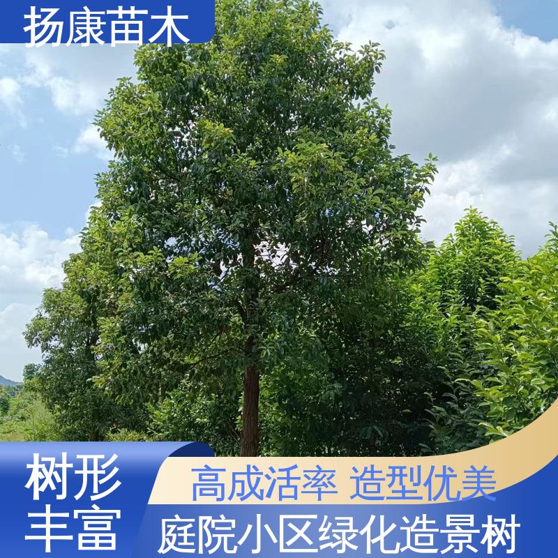 扬康苗木 30公分香樟 绿化工程专用苗 高端大气美观