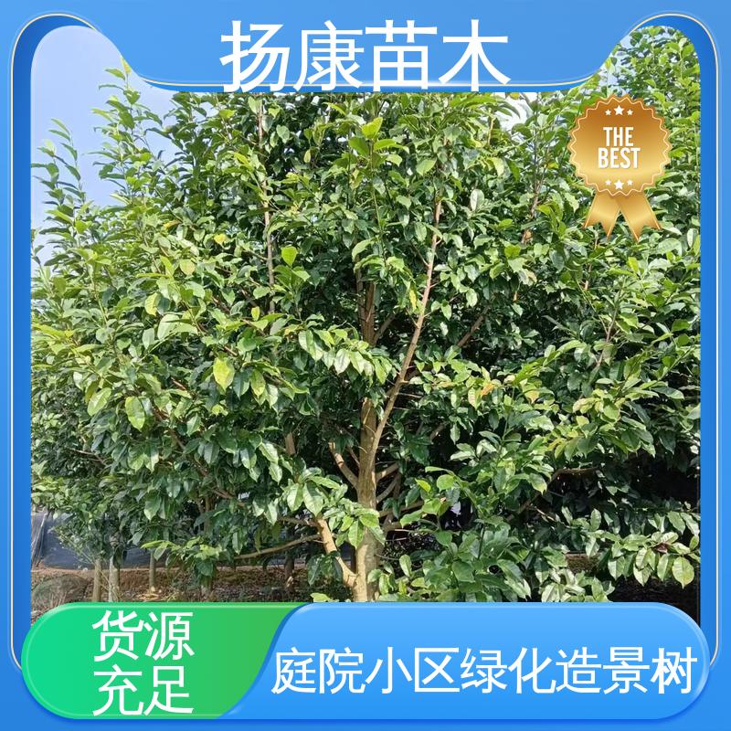 扬康苗木 12公分乐 昌含笑 绿化工程行道树 精致美丽 易成活