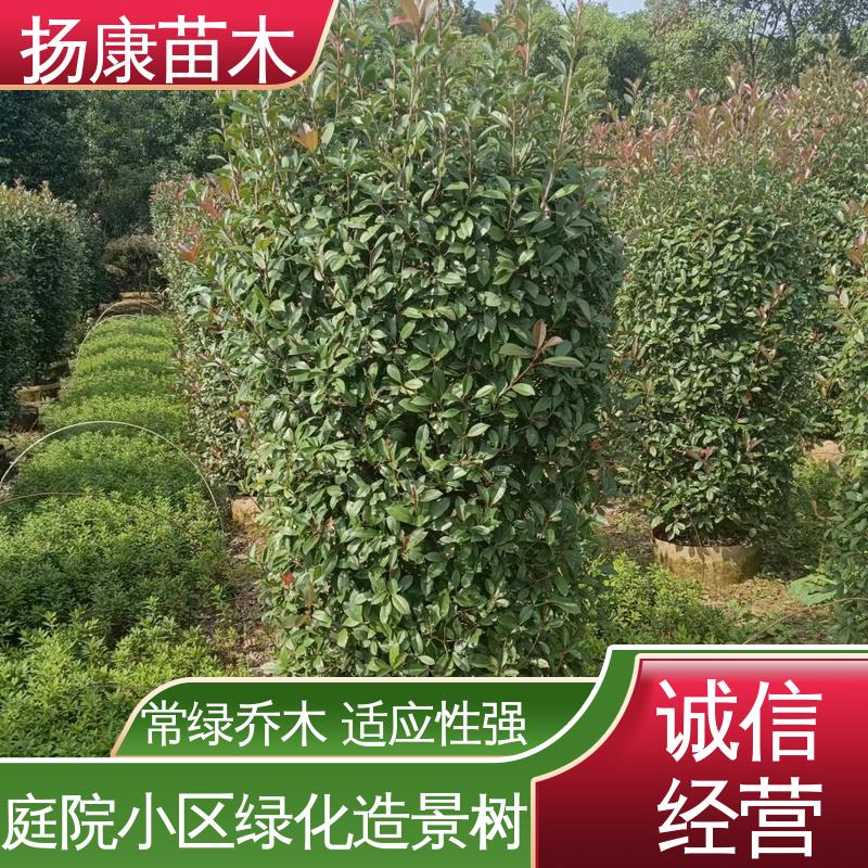 扬康苗木 红叶南栓 绿化工程改造苗 高成活率 规格齐全