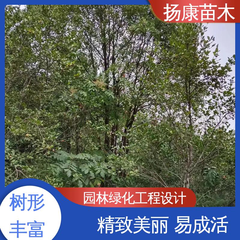 扬康苗木 基地供应 30公分香樟 园区道路绿化苗 高成活率 规格齐全