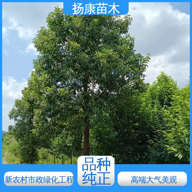扬康苗木 乐 昌含笑苗 园林绿化专用树 高端大气美观