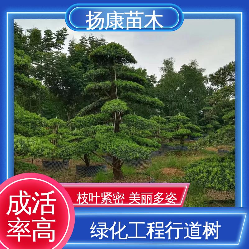 扬康苗木 16公分罗汉松 园林绿化工程设计 高端大气镇宅