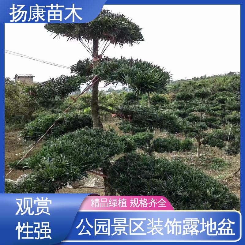 扬康苗木 30公分罗汉松 公园景区装饰露地盆栽 高端大气镇宅