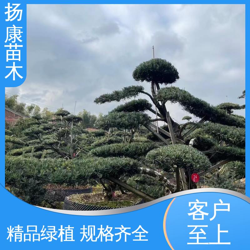 扬康苗木 16公分罗汉松 园林绿化专用树 精致美丽 易成活