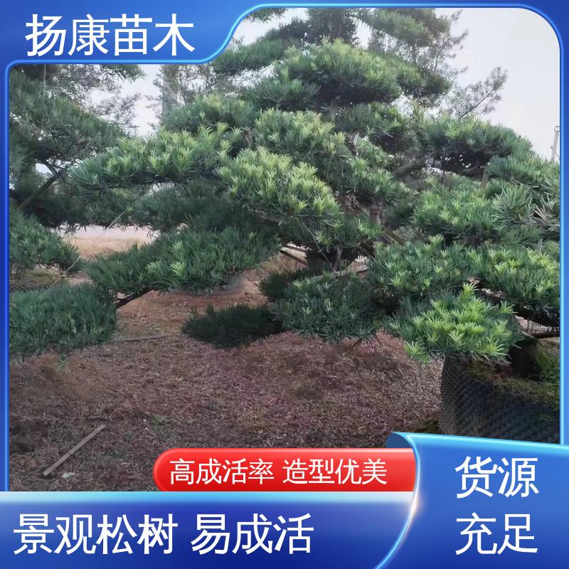 扬康苗木 进口罗汉松 园林绿化专用树 观赏价值高