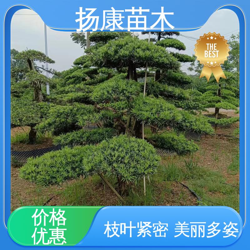 扬康苗木 基地供应 14公分罗汉松 绿化工程行道树 常绿乔木 适应性强