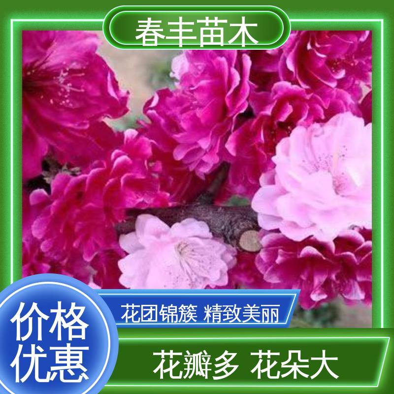 春丰苗木 基地供应 垂枝碧桃5-9公分 花瓣多 花朵大 