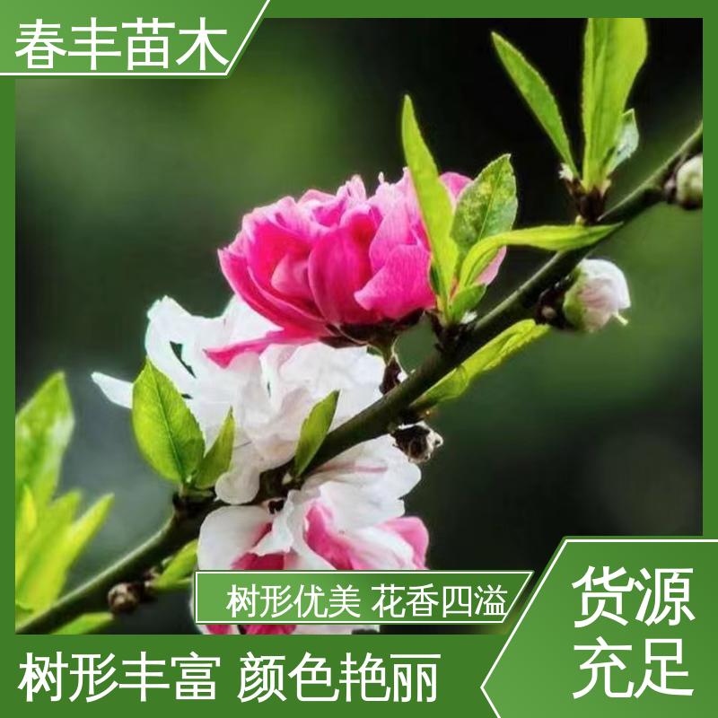 春丰苗木 基地供应 日本丽桃40元装车 成活率高 适应性强