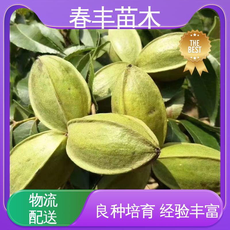 春丰苗木 苗碧根果2元批零销售 高产出 规格齐全 物流配送