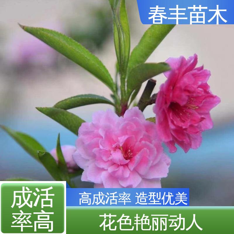 春丰苗木 基地供应 垂枝碧桃40元装车 质量合格 一条龙培育