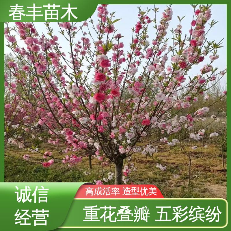春丰苗木 基地供应 垂枝碧桃40元装车 花色艳丽动人
