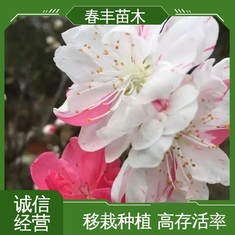 春丰苗木 基地供应 红花碧桃5-9公分 颜色鲜艳 花色多样