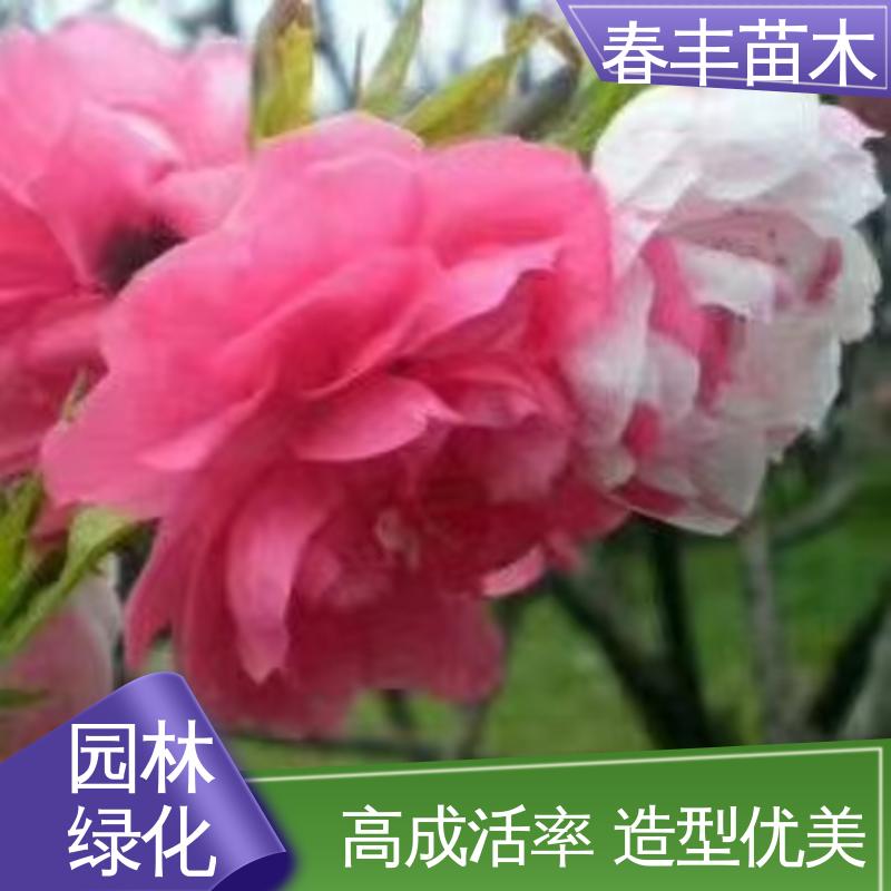 春丰苗木 基地供应 品霞桃40元装车 花色艳丽动人