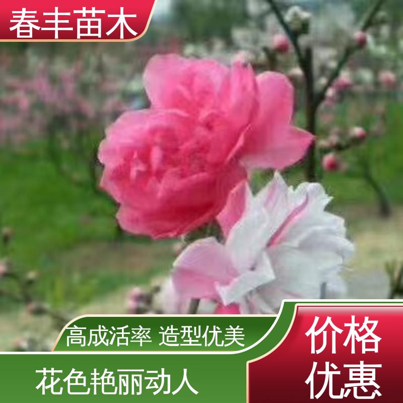 春丰苗木 基地供应 人面桃花30元打土球上车 包装好 成活率高