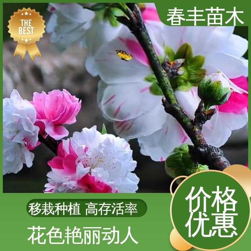 春丰苗木 基地供应 品虹桃树5-9公分 规格齐全 品种纯正