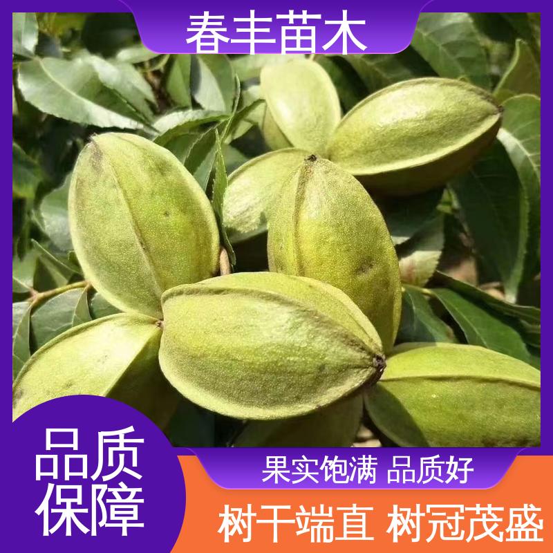 春丰苗木 碧根果杯装苗3元一株 多品种 果材兼用树种