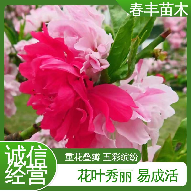 春丰苗木 基地供应 绛桃树40元装车 颜色鲜艳 花色多样