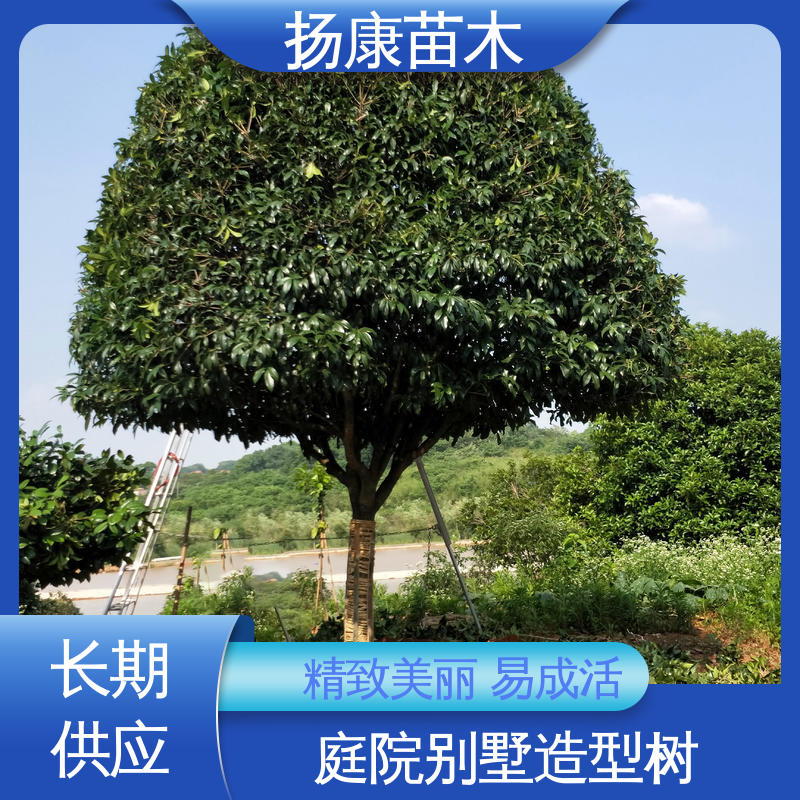 扬康苗木 基地供应 移植香樟 庭院小区绿化造景树 高成活率 规格齐全