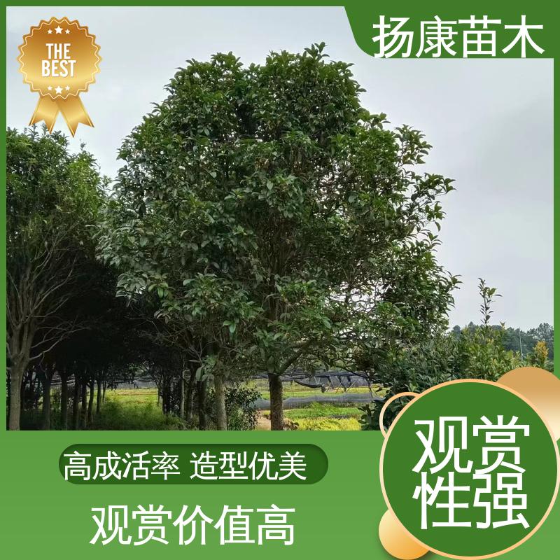 扬康苗木 基地供应 18公分桂花 庭院别墅景观树 适用性强 规格齐全