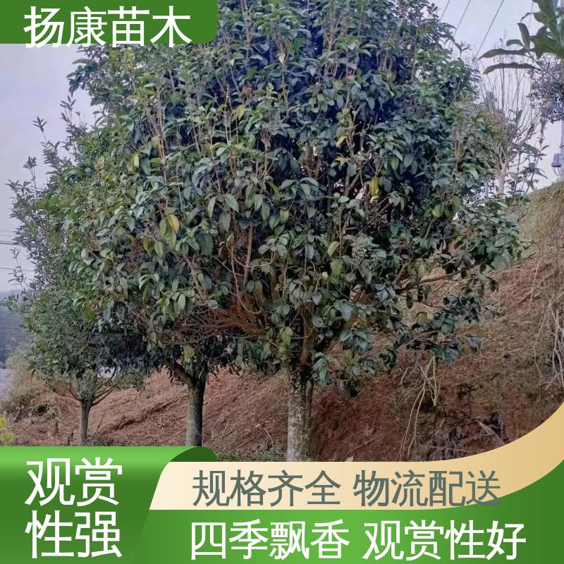 扬康苗木 基地供应 12公分桂花 园林庭院造景植物 树形优美 成活率高