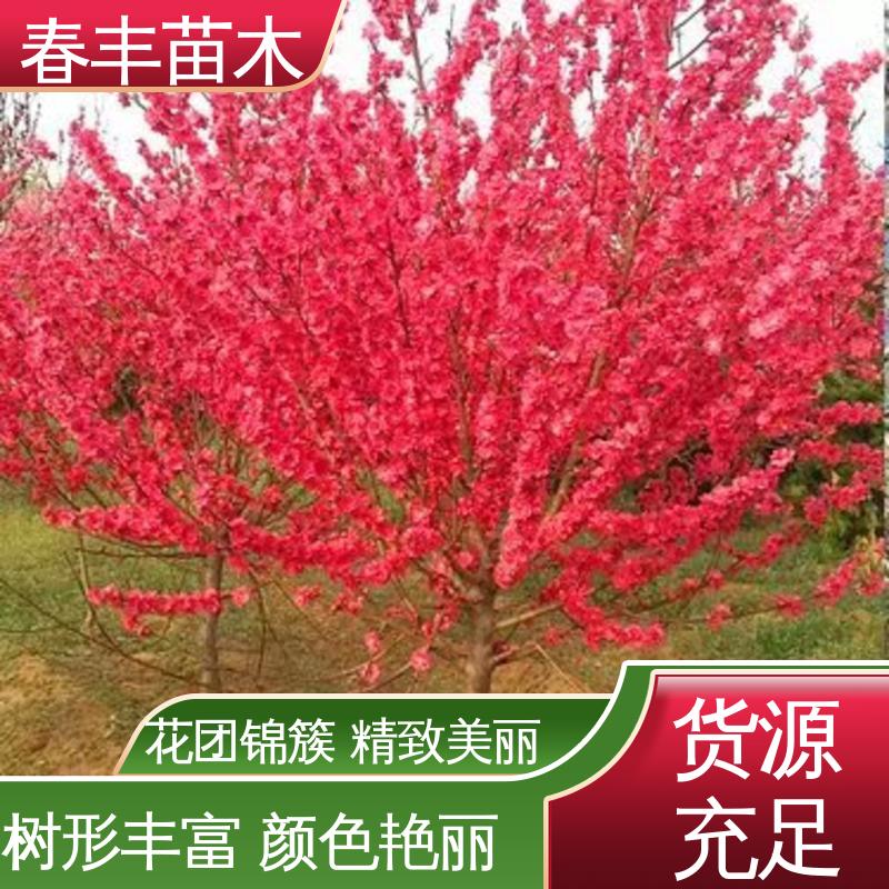 春丰苗木 基地供应 红碧桃30元打土球上车 花叶秀丽 易成活