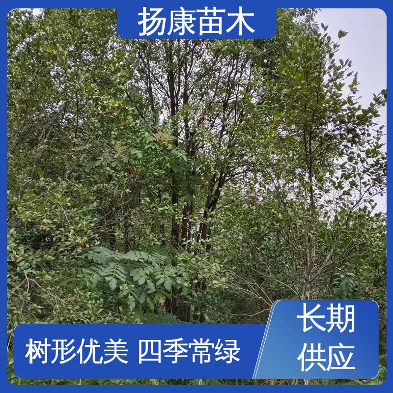 扬康苗木 全冠香樟 城市景观绿化树 适用性强 规格齐全