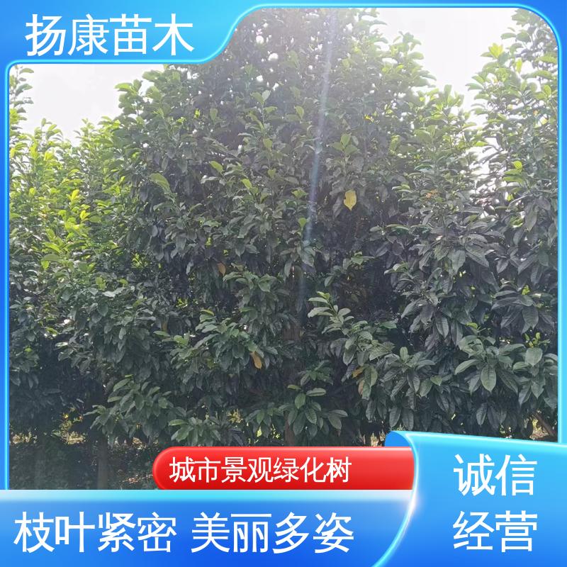 扬康苗木 12公分乐 昌含笑 园林绿化专用树 树形丰富 成活率高