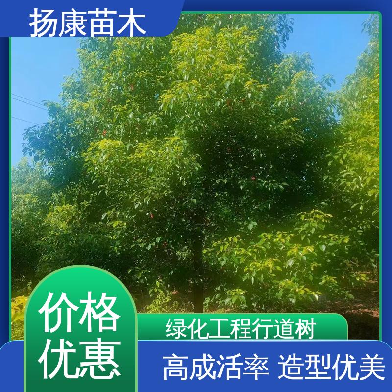 扬康苗木 基地供应 50公分香樟 绿化工程改造苗 树形丰富 成活率高