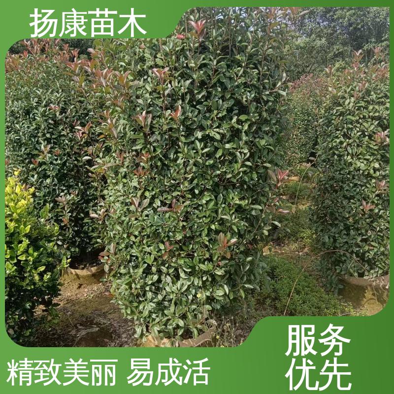 扬康苗木 红叶石楠球 道路绿化行道苗 造型优美 易成活