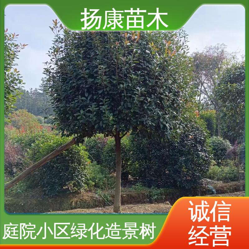 扬康苗木 基地供应 红叶石楠 绿化工程行道树 精致美丽 易成活