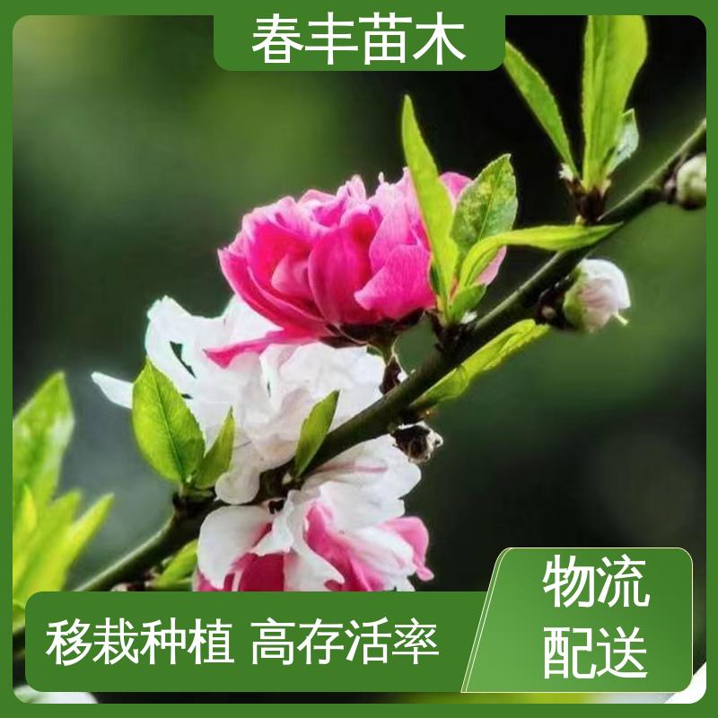 春丰苗木 基地供应 品虹50元上车价 花叶秀丽 易成活