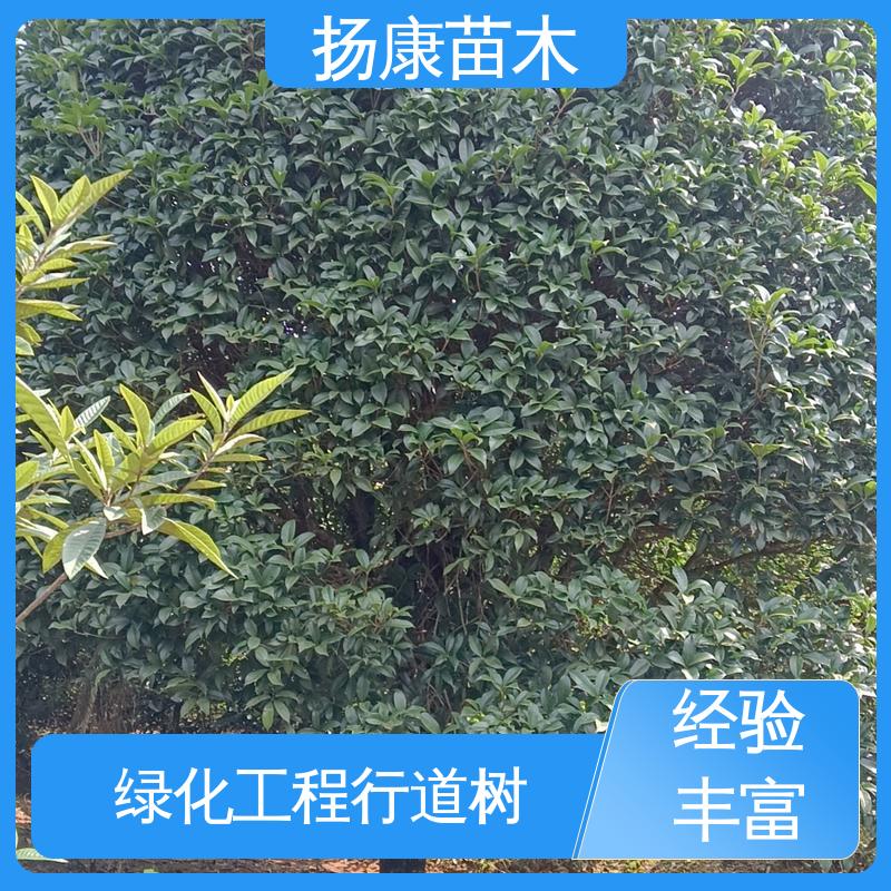 扬康苗木 基地供应 湖 南 乐 昌含笑 园林绿化专用树 观赏价值高