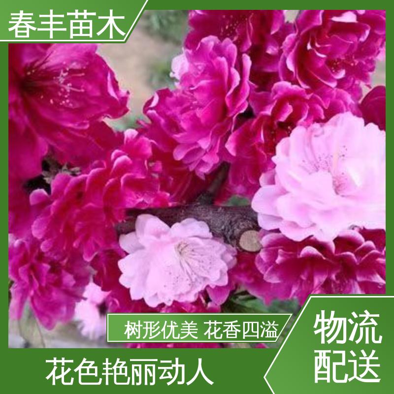 春丰苗木 基地供应 红菊花桃40元装车 重花叠瓣 效果佳