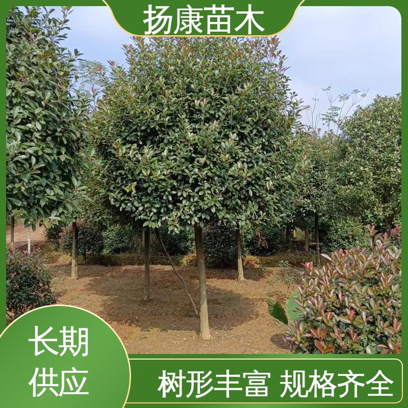 扬康苗木 基地供应 红叶石楠 庭院小区绿化造景树 枝叶紧密 美丽多姿