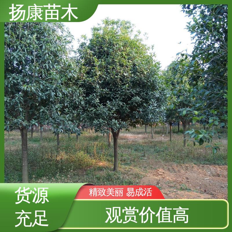 扬康苗木 22公分桂花 园区道路绿化苗 枝叶紧密 美丽多姿