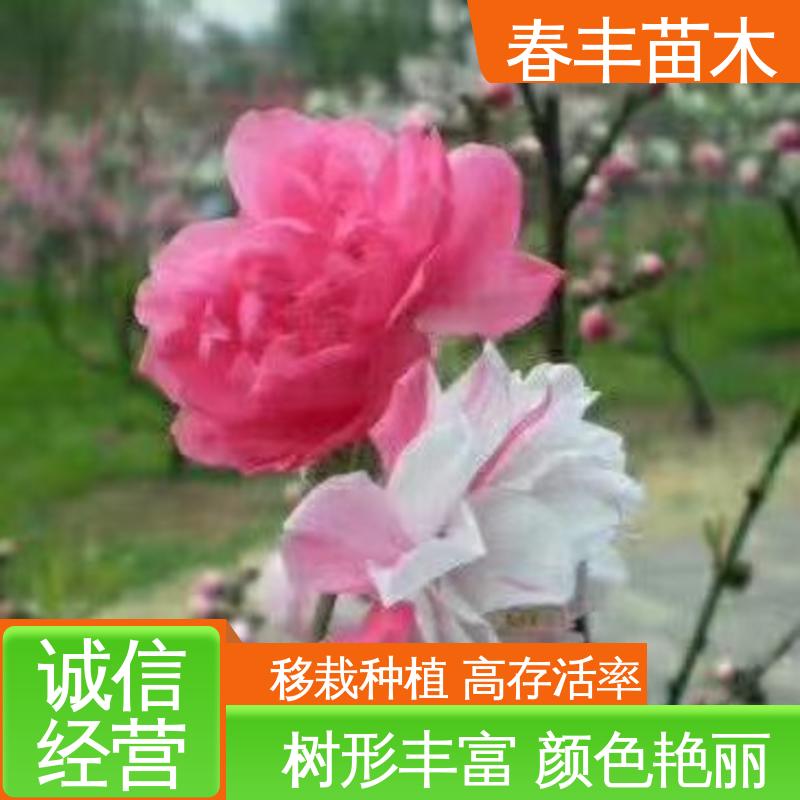 春丰苗木 观赏桃花树苗重点培育 庭院小区绿化造景树 花叶秀丽 易成活