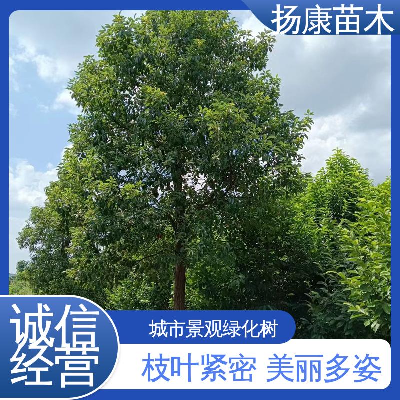 扬康苗木 基地供应 湖 南香樟 道路绿化行道苗 高端大气美观