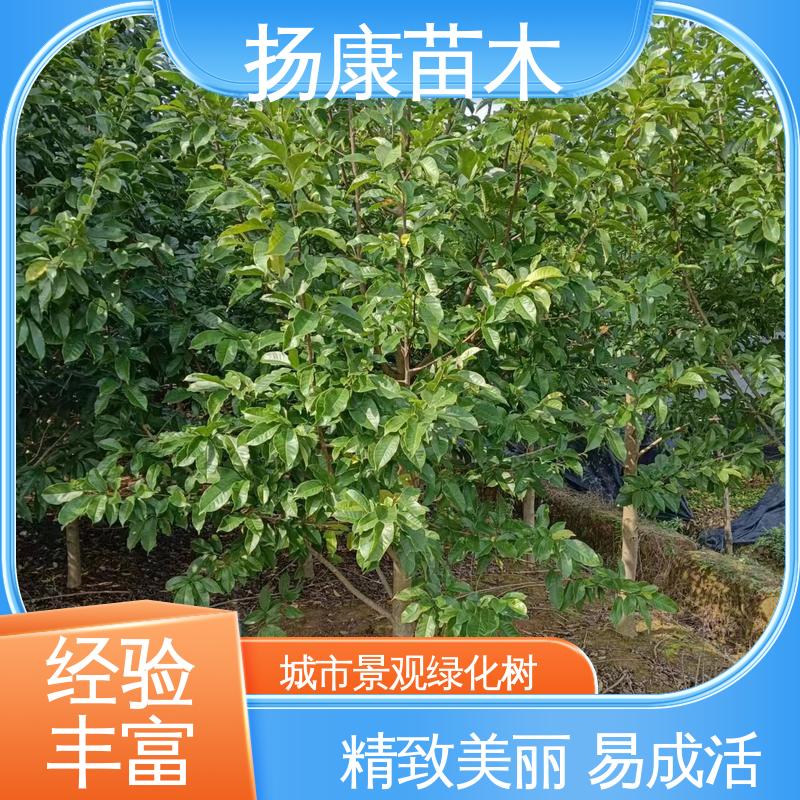 扬康苗木 精品乐 昌含笑 园林庭院造景植物 观赏价值高