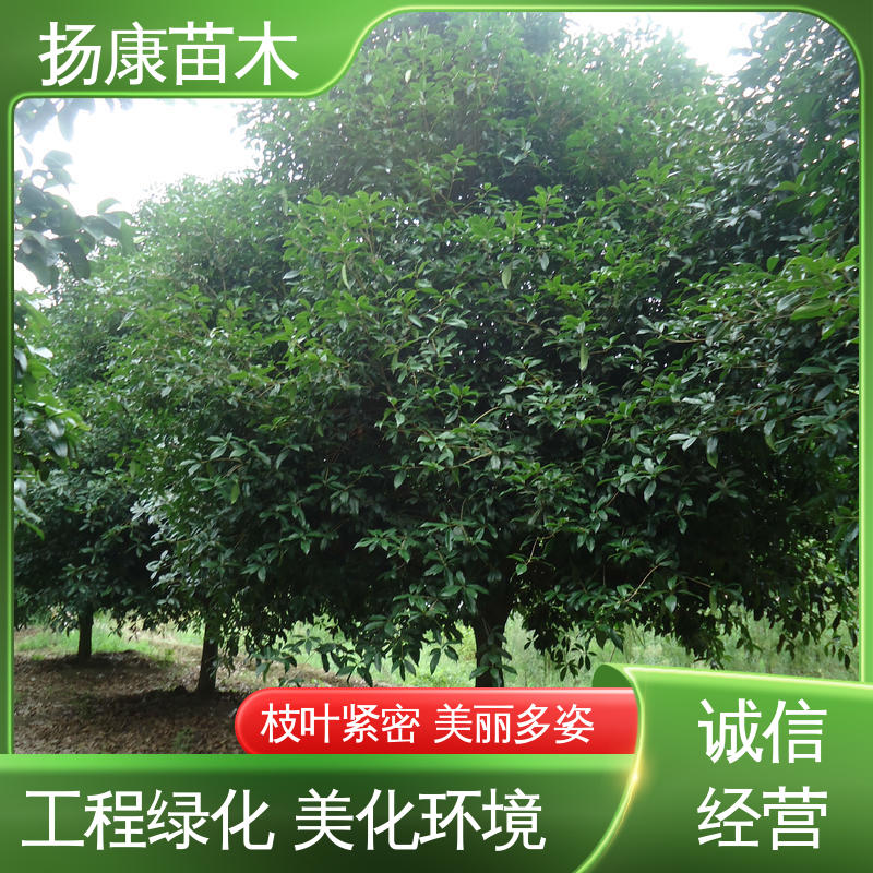 扬康苗木 15公分精品桂花树 城市景观绿化树 环境适应性强