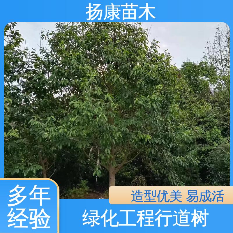 扬康苗木 20公分乐 昌合笑 园林庭院造景植物 适用性强 规格齐全