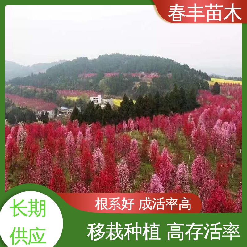 春丰苗木 基地现挖 照手桃40元装车 花叶秀丽 易成活