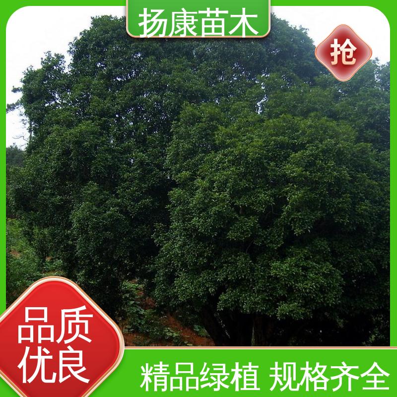 扬康苗木 四季桂 月月桂 城市景观绿化树 枝叶紧密 美丽多姿
