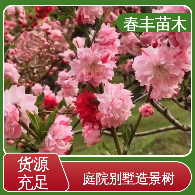 春丰苗木 基地现挖 龙珠碧桃 8-10公分 颜色鲜艳 花色多样