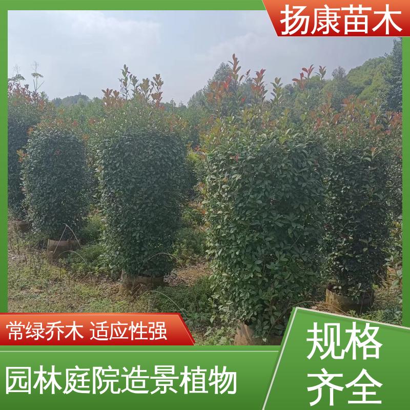 扬康苗木 红叶南栓 园区道路绿化苗 造型优美 易成活