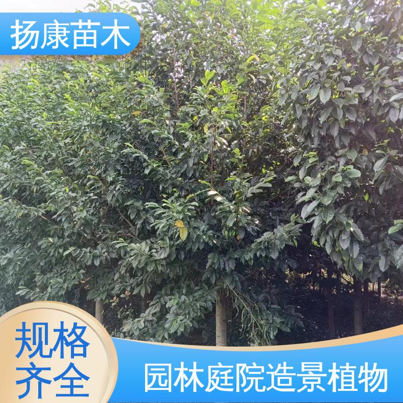 扬康苗木 基地供应 四 川乐 昌含笑 园林景区栽植 高端大气美观